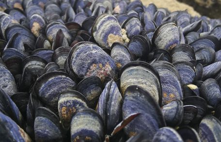 Mejillones